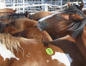 Activists supporting horse slaughter claim that banning slaughter will ...