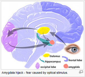 most of the books i read about the brain and emotional intelligence ...