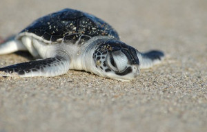 animal, cute, turtle