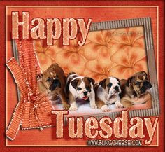 Happy Tuesday Pictures Funny Happy tuesday funny sayings