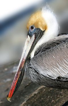 ... pelicans brown pelican pelican photography brown pelican face 10