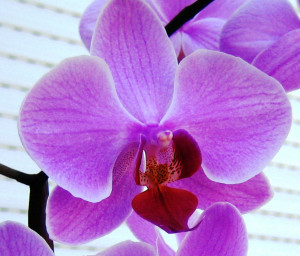 Orchids have a reputation as being difficult, if not impossible, to ...