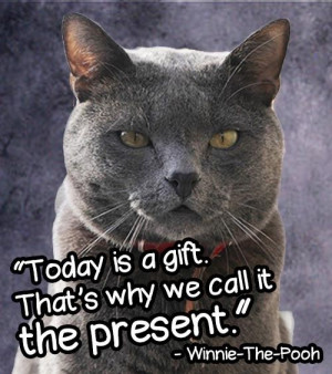 14 Cheesy Senior Quotes From Cats