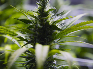 topics marijuana marijuana legalization earl blumenauer jared polis u ...