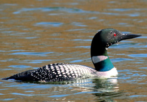 Outsourcing Saves Time and Money,Get Bloomington PEO Quotes Today!