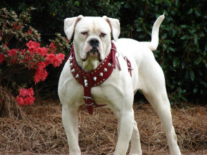 American Bulldog - Puppies, Breeders, Pictures, Facts, Diet ...