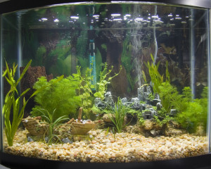 Free Aquarium Backgrounds Fish Tank