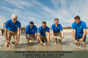... rescued and rehabilitated sea turtles to the wild at once since 2010