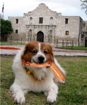 Dog digs up remains of Santa Anna on Alamo grounds-dejjerssantaanna ...