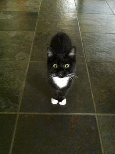 kitty tuxedos cat cuterrif pics dogs costumes el tuxedos tuxedos kitty ...