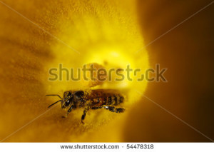 ... of Free Stock Photos Rgbstock Images Honey Bee Flower Photo pictures