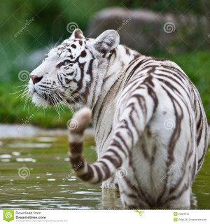 All White Bengal Tigers Are...