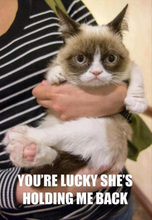 funny-grumpy-cat-pictures