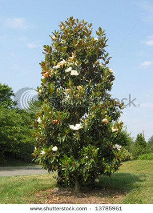 Southern Magnolia Tree In Bloom