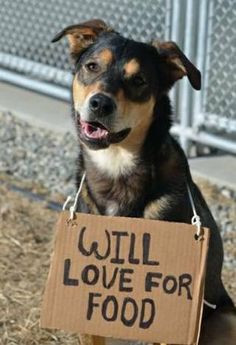 homeless sign more dogs pics doggie power adoption a dogs puppies dogs ...