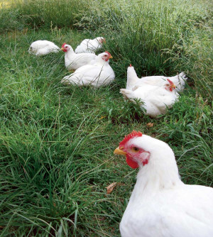 Raising Chickens for Meat: Do-it-yourself Pastured Poultry