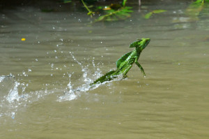Green Basilisk Lizard Running On Water