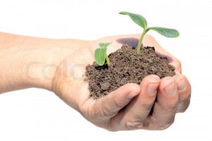 Stock image of 'Hand holding a young cucumber sapling, caring for ...