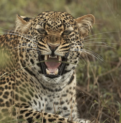 african leopard african safari african safari african safari african ...
