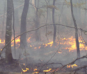 Fire burning on forest floor. Courtesy of National Park Service.