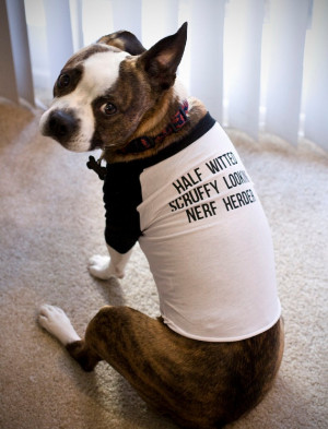 Star Wars Dog Raglan Shirt - Half Witted, Scruffy Looking, Nerf Herder ...