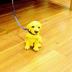 LOL gifs donghae twitter instagram idek lolololol donghae861015 ...