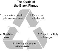 Life cycle of the Black Plague, as the bubonic plague is sometimes ...