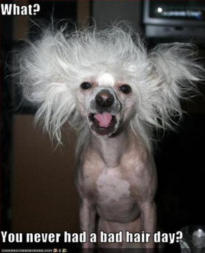 bad hair day, funny pictures