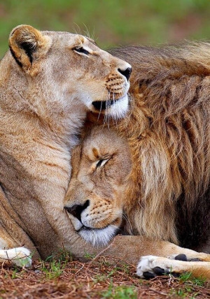 Lion and lioness (Source: Tumblr)