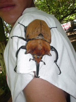 Big Ass Beetle…