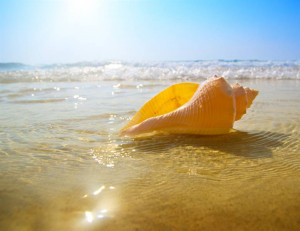Sunny Beach Vacation Rentals & Sales Inc