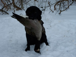 Black Lab Goose Hunting