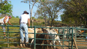 view original image )