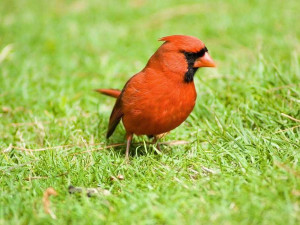 Male Cardinal Bird Quotes