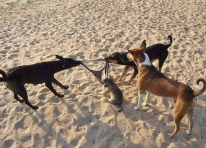 Funny Animals Cats & Dog Fighting