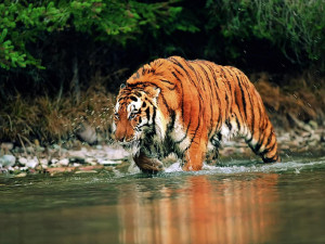 striker tags tiger 79 pics siberian tiger 15 pics the siberian tiger ...