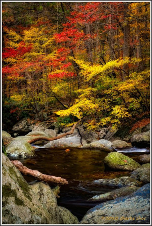 ... Great Smoky Mountain Fall, Color Palettes, Autumn Leaves, Fall Colors