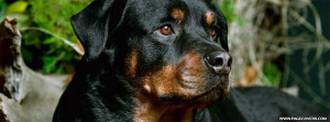 Rottweiler Breed Cover Comments