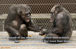 Animals exist for their own reasons... Photo: Chimpanzees Freddy and ...