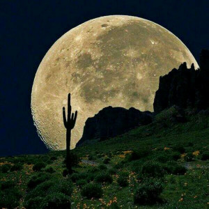 Cactus moon