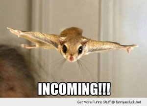 Funny Flying Squirrel