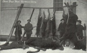 ... an old, vintage photo of Maine hunted game, including moose and deer