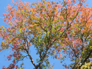 nevillelecturehall.com