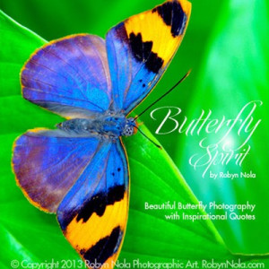 ... Nola Beautiful Butterfly Photography and Inspirational Quote Cards