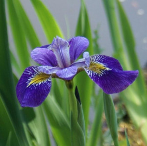 Beautiful Iris Flowers Nature
