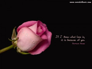 picture of beautiful fresh rose with love quote.