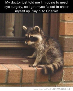 doctor said need eye surgery cat animal raccoon funny pics pictures ...