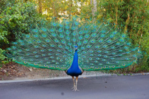 peacocks are woodland winged animals that home on the ground