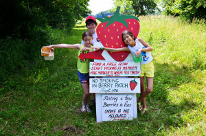 Strawberry Picking in Summer