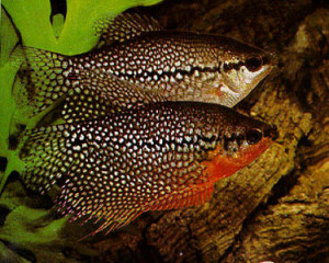Related Pictures freshwater aquarium fish tank
